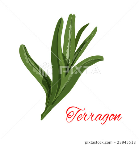 Tarragon. eragon spicy plant isolated vector icon 25943518