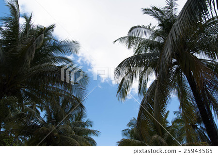 熱帶棕櫚樹 熱帶棕櫚樹 25943585