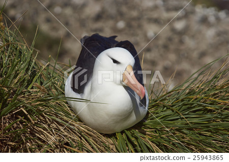 Black-browed Albatross (Thalassarche melanophrys)  25943865