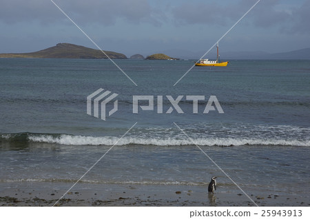Magellanic Penguin on the beach 25943913