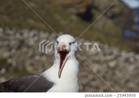 Black-browed Albatross (Thalassarche melanophrys) 25943950