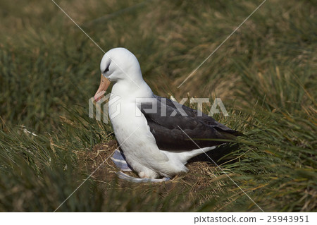 Black-browed Albatross (Thalassarche melanophrys) 25943951