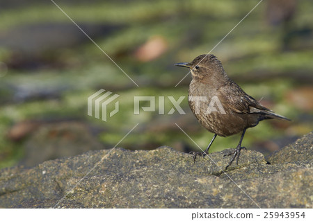 Tussacbird (Cinclodes antarcticus antarcticus) Tussacbird (Cinclodes antarcticus antarcticus) 25943954
