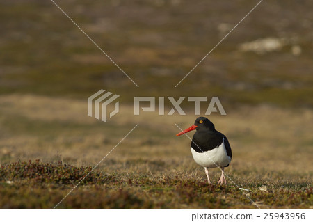 Magellanic Oystercatcher (Haematopus leucopodus)  25943956
