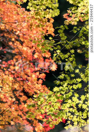 Koyasan秋葉和黃色葉子 Koyasan秋葉和黃色葉子 25944437