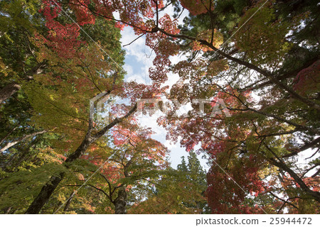 Koyasan秋葉和黃色葉子 25944472