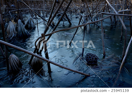 冬天場面枯萎的蓮花和冰池 25945139
