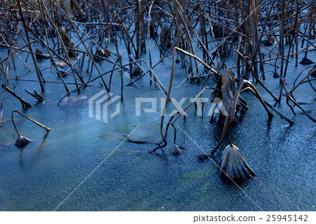 Winter scene withering lotus and ice pond Winter scene withering lotus and ice pond 25945142