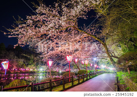 Mobara Park night sky light up (Mobara city, Chiba prefecture) 25945192