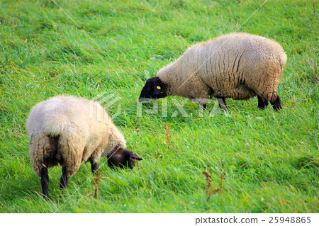 Hokkaido, Biei's ranch Hokkaido, Biei's ranch 25948865