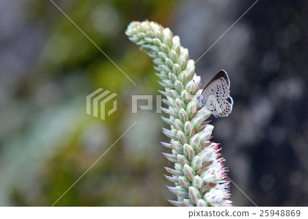 Close throttle whale resting at the flower of Tsume Lorenga 25948869