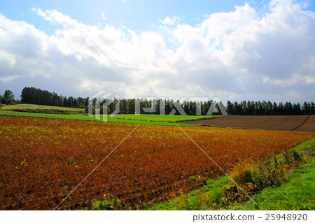 Landscape of Hokkaido, Biei 25948920
