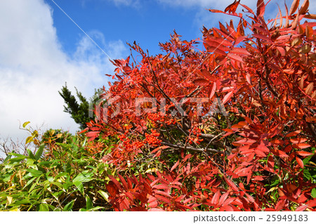 在Zao自然植物園的Nanakamado 在Zao自然植物園的Nanakamado 25949183