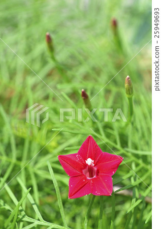 路邊的（紅色的） 25949693