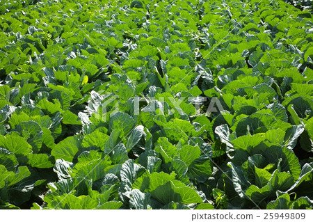 Cabbage field rain slightly diagonal Cabbage field rain slightly diagonal 25949809