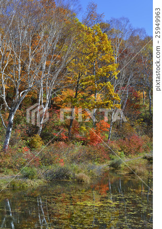 Shiga Kogen highland pond Shiga Kogen highland pond 25949963
