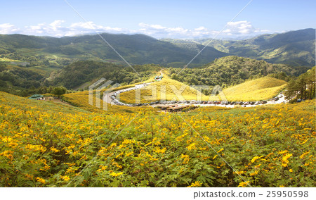 Landscape nature flower Tung Bua Tong  sunflower 25950598
