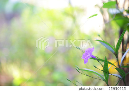 Ruellia tuberosa flower 25950615