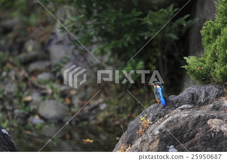 翠鳥 翠鳥 25950687