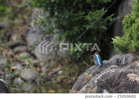 翠鳥 翠鳥 25950688