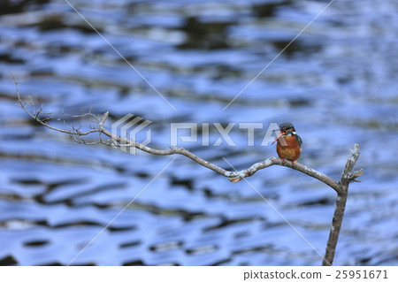 翠鳥 翠鳥 25951671