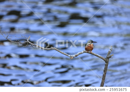 翠鳥 翠鳥 25951675