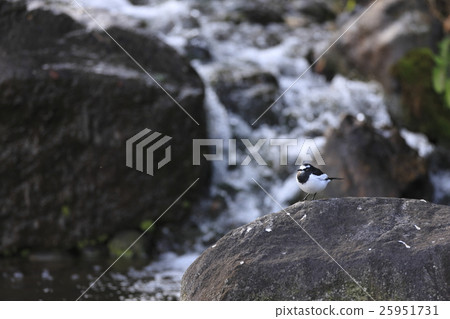 黑背w 黑背w 25951731