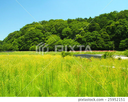 亞麻領域和森林風景 25952151