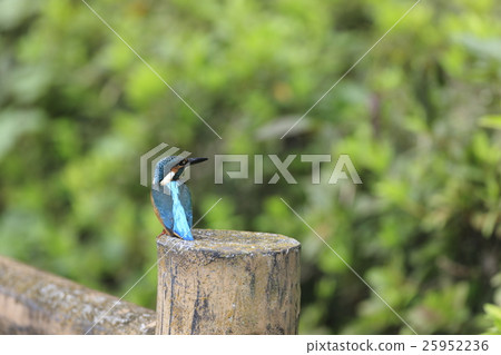 Kingfisher that sticks to a book 25952236
