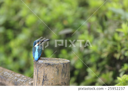 翠鳥堅持一本書 25952237