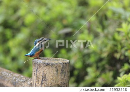 翠鳥堅持一本書 25952238