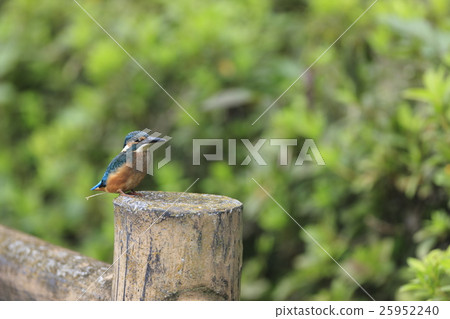 翠鳥堅持一本書 25952240