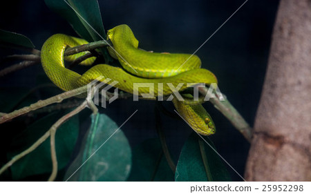 Green pit vipers Green pit vipers 25952298