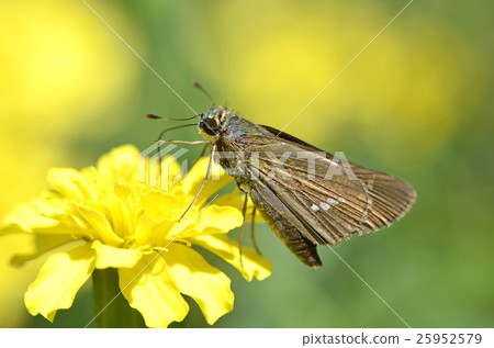 Ichimon dieselis 25952579