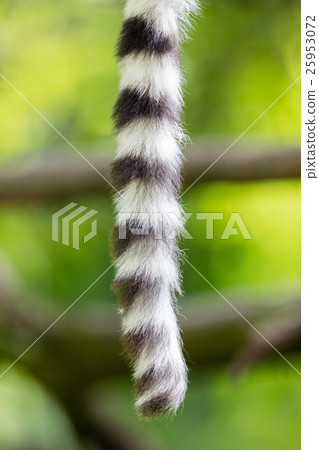 Close up of a ring-tailed lemur tail texture 25953072