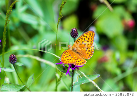 a butterfly "silver-washed fritillary" a butterfly "silver-washed fritillary" 25953078