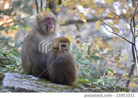 生活在上高地的野生猴子（父母和孩子） 25953351