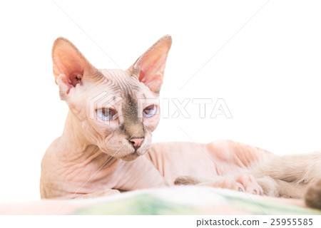 Lying purebred sphinx cat 25955585