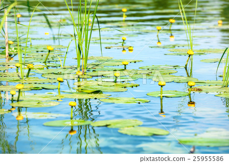 Water lily on pond Water lily on pond 25955586