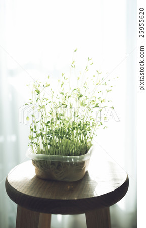 Soybean Soybean 25955620