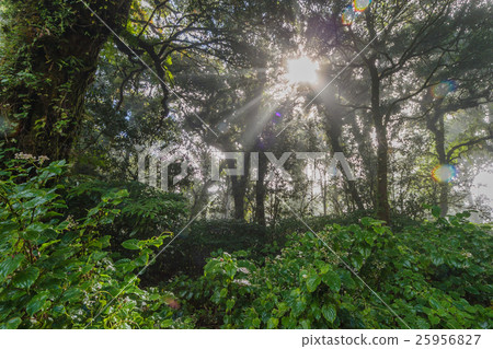 Tree moss Tree moss 25956827