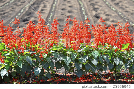 Salvia·Splendence 25956945