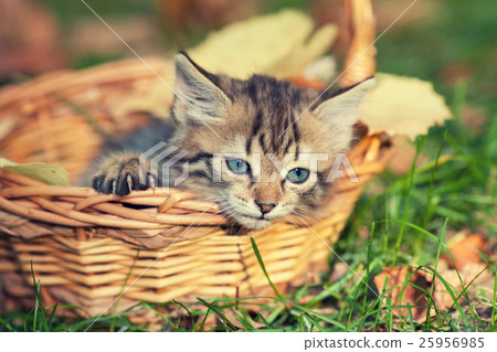 Little kitten sitting in the basket in the garden Little kitten sitting in the basket in the garden 25956985