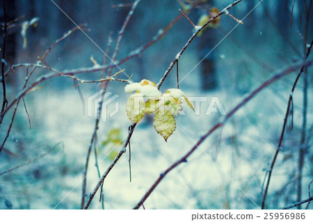 First snow in the forest First snow in the forest 25956986