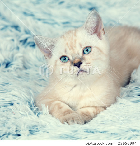 Cute little kitten lying on the blue blanket Cute little kitten lying on the blue blanket 25956994