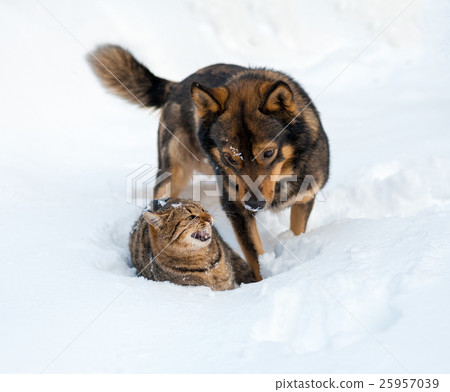 Cat and dog playing together outdoor on the snow Cat and dog playing together outdoor on the snow 25957039