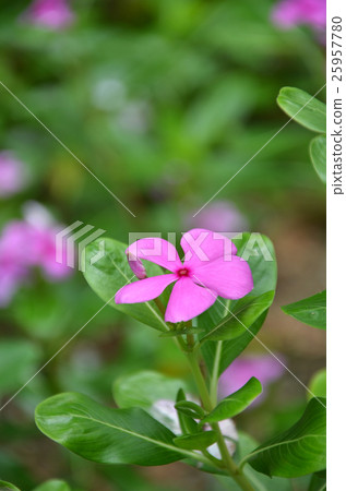 Beautiful pink vinca flowers Beautiful pink vinca flowers 25957780