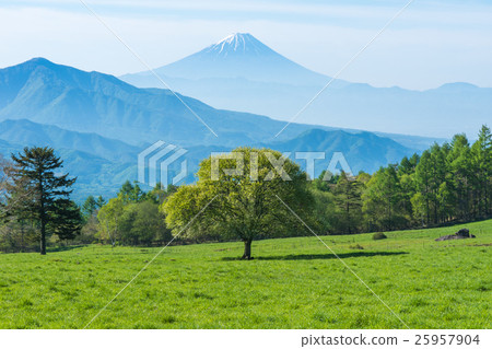 Yamaga-dake highland ranch and mountain trees and Mt. Fuji 25957904