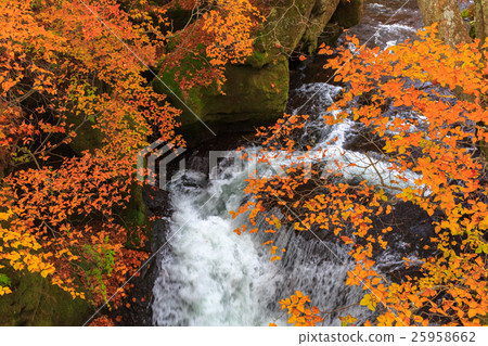 [To木]日光龍之卷 25958662