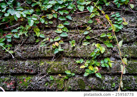 Brick wall covered by moss and ivy plant 25958778